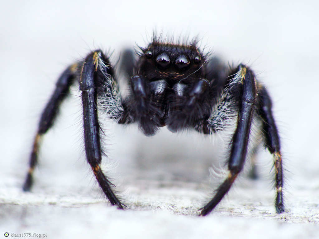 Carrhotus xanthogramma samiec.