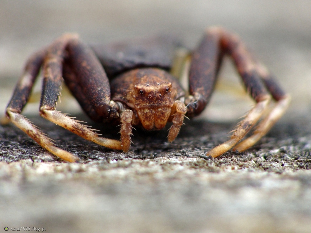 Szpecik tępy ( Pistius truncatus )