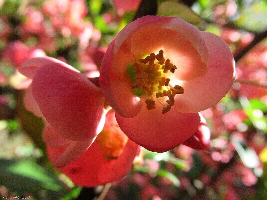 Kolekcjonerko piękna- dorzucam do zbiorów