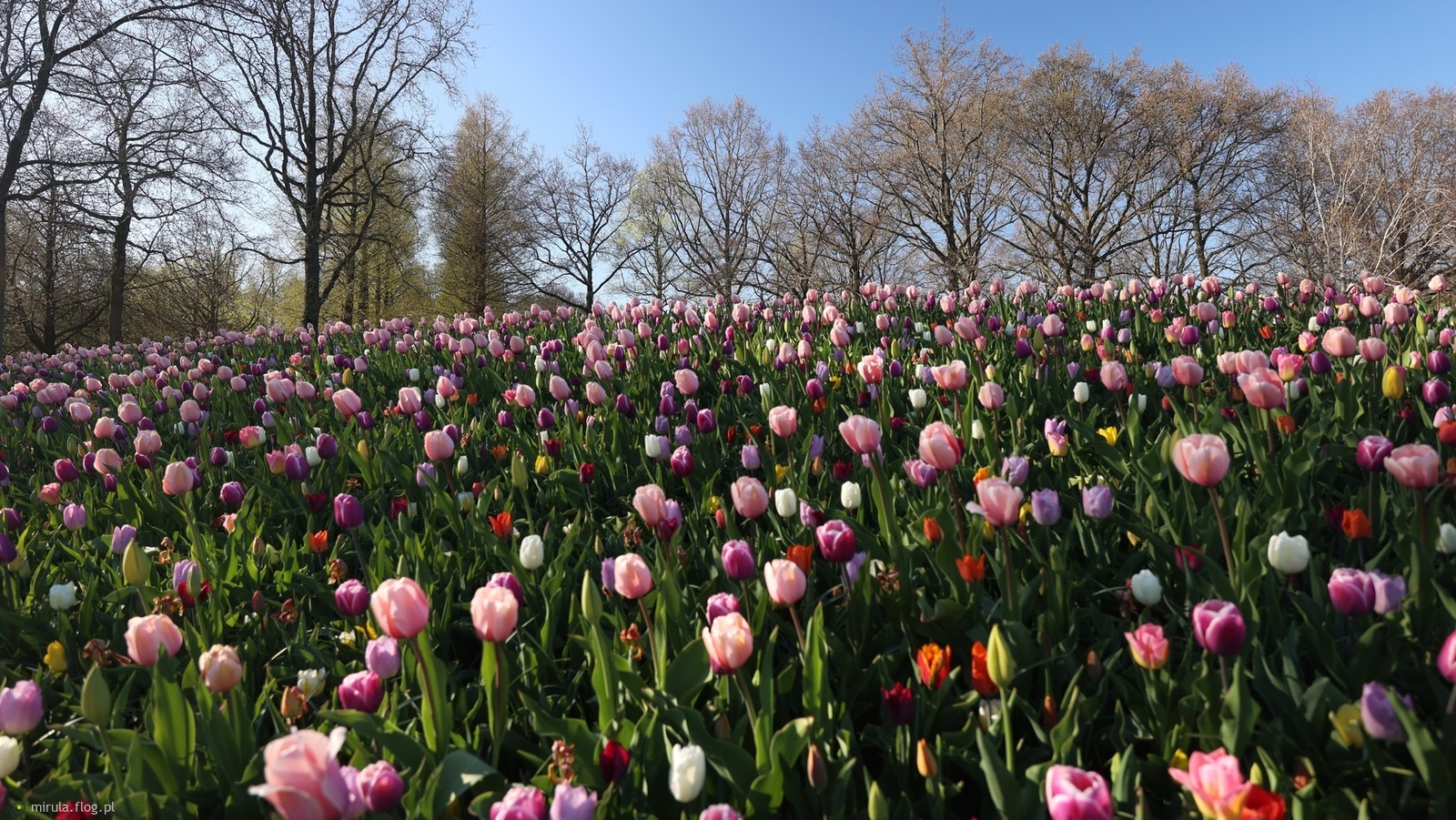 Tulipanowy dywan