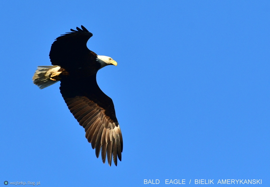 BALD EAGLE / BIELIK AMERYKAŃSKI