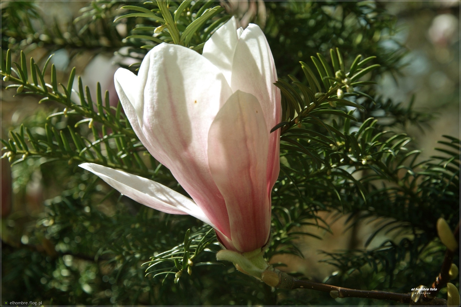 Magnolia iglasta ...
