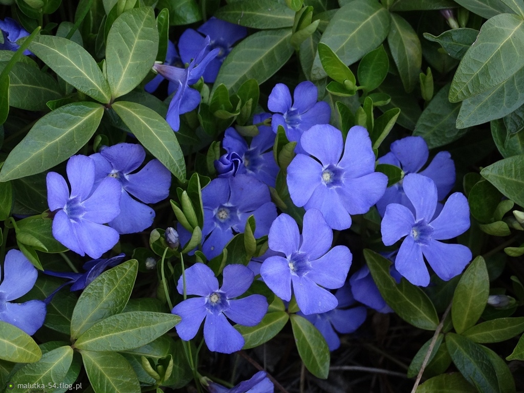 Wielkanocne życzenia dla Was Wszystkich. Pozdrawiam serdecznie.