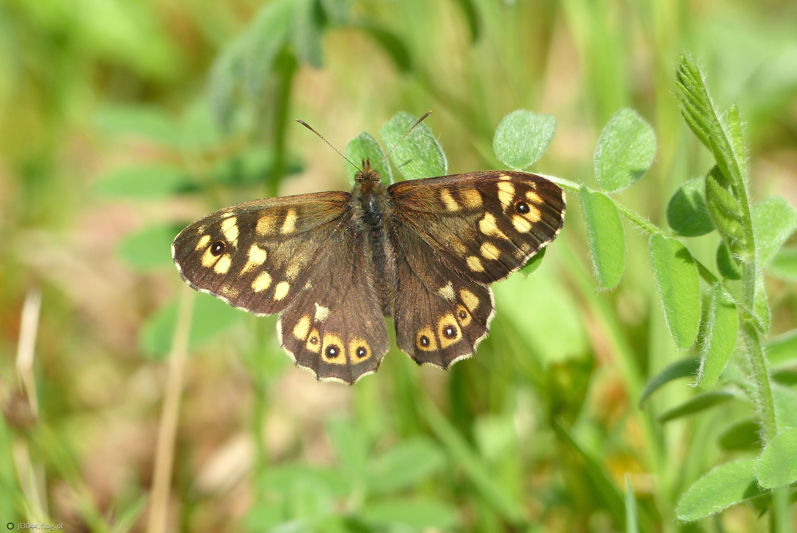 Osadnik egeria.