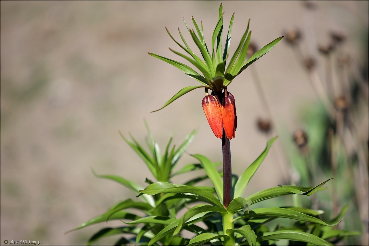 Kwiatki z rabatki...