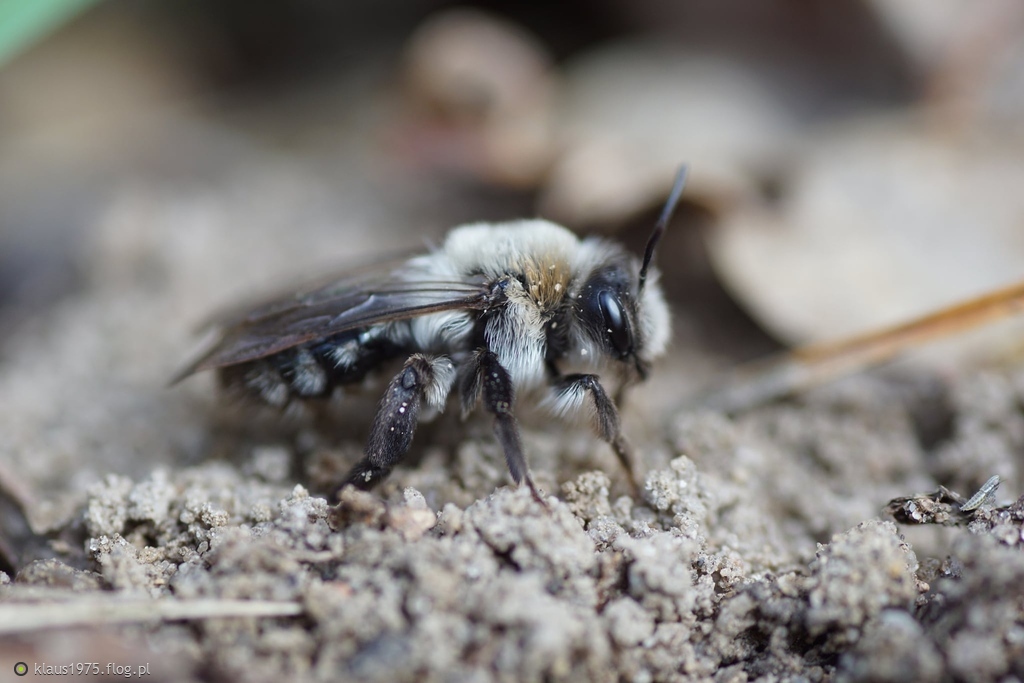 Pszczolinka napiaskowa (Andrena vaga)