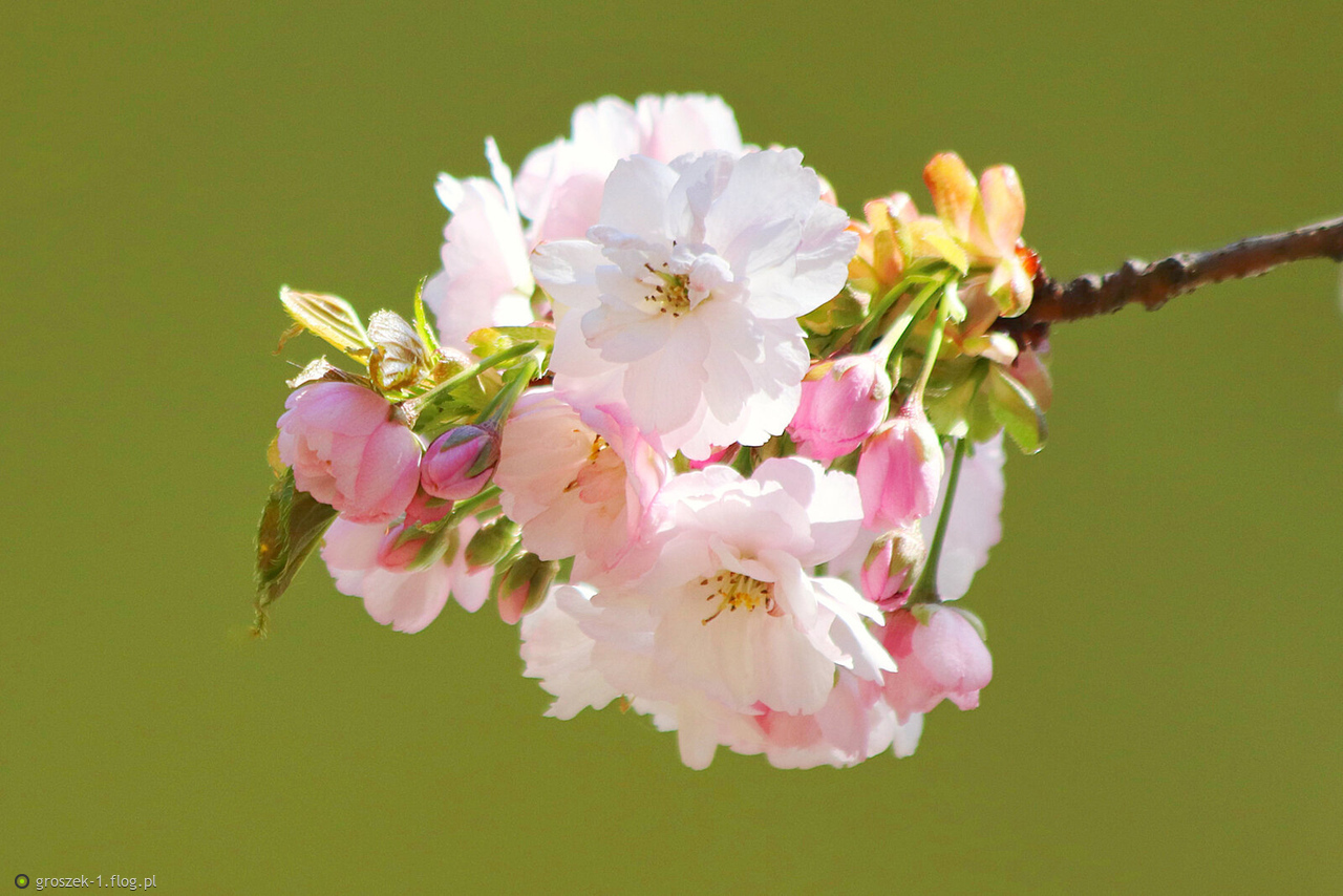 Nauka nigdy nie wykorzystała tak skutecznego środka uspokajającego jak słoneczny wiosenny dzień.
