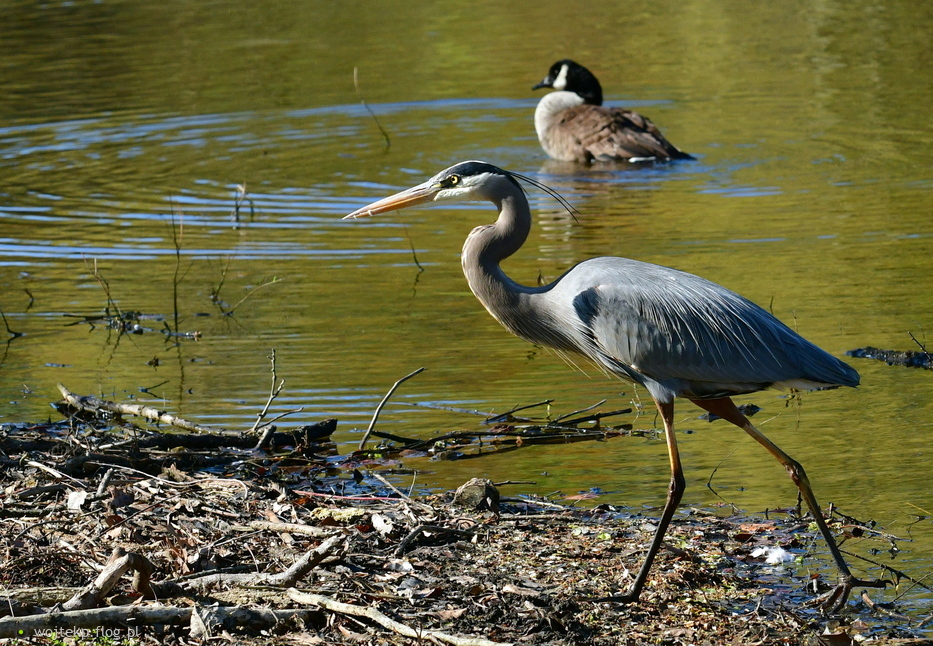 GREAT BLUE HERON / CZAPLA MODRA