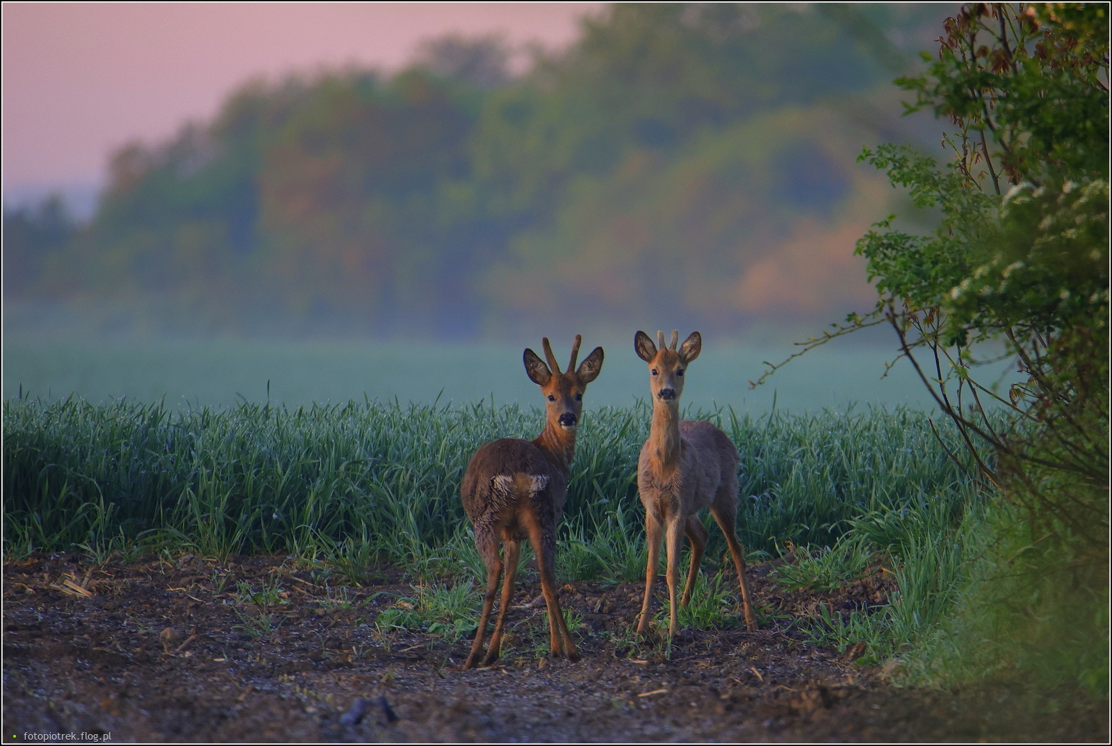 Miłego wieczoru ;-))))