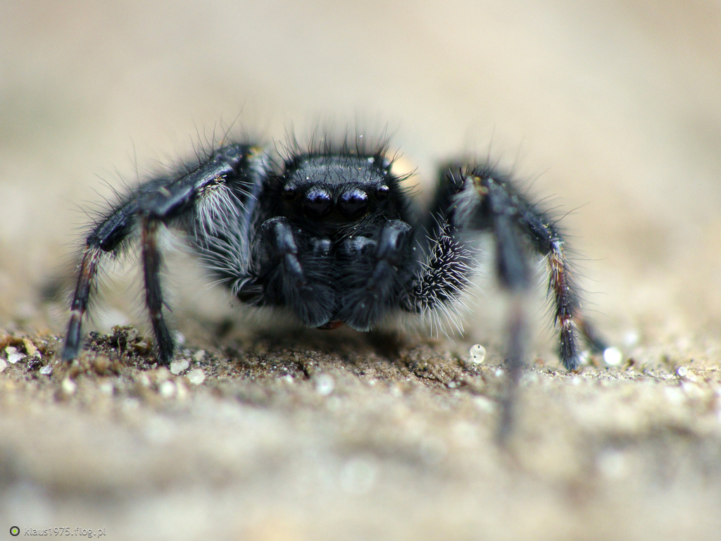 Carrhotus xanthogramma samiec.