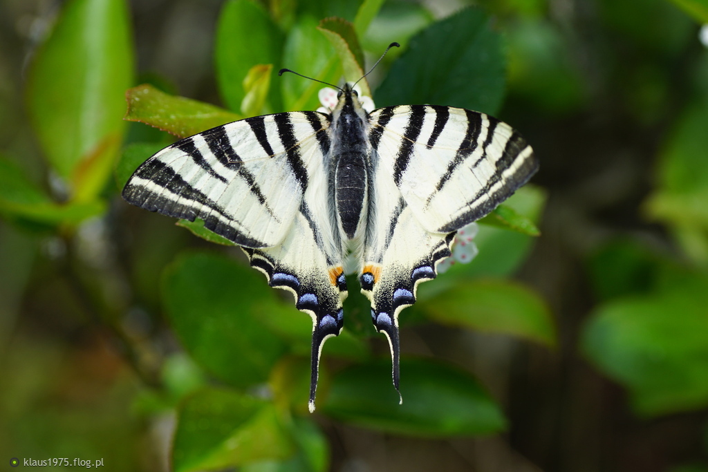Paź żeglarz ( Iphiclides podalirius )