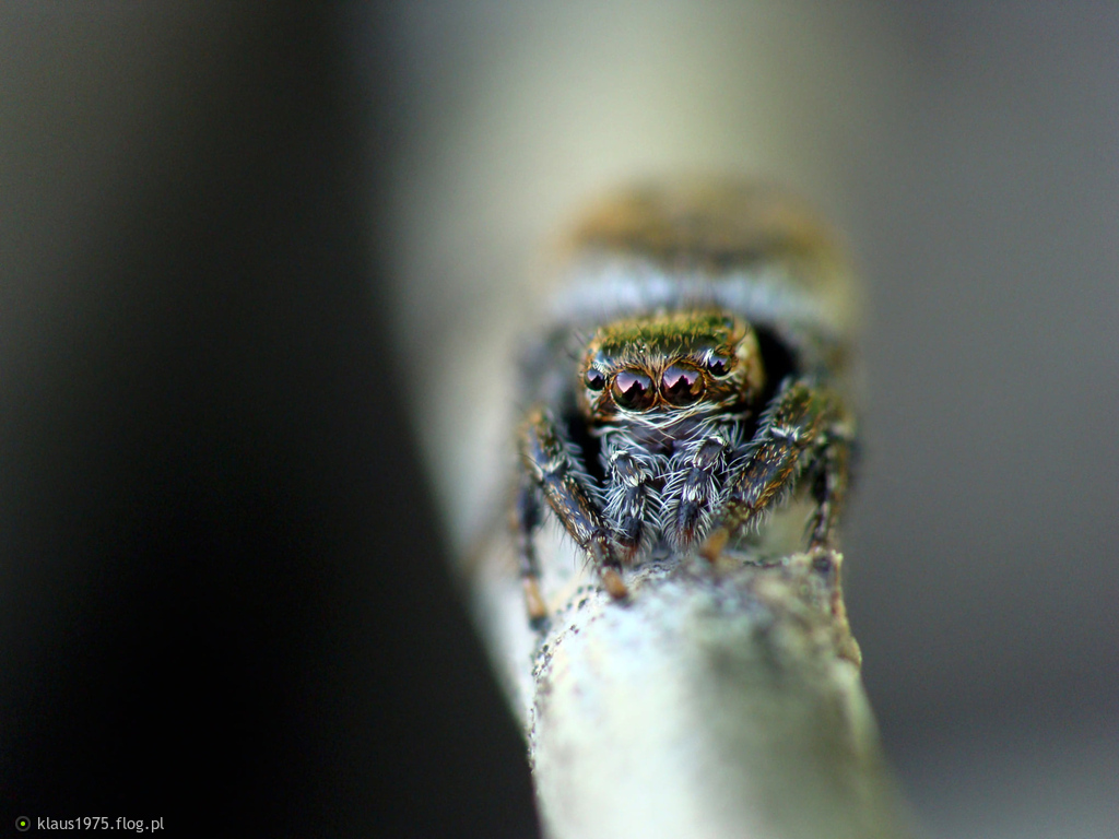 Evarcha sp.
