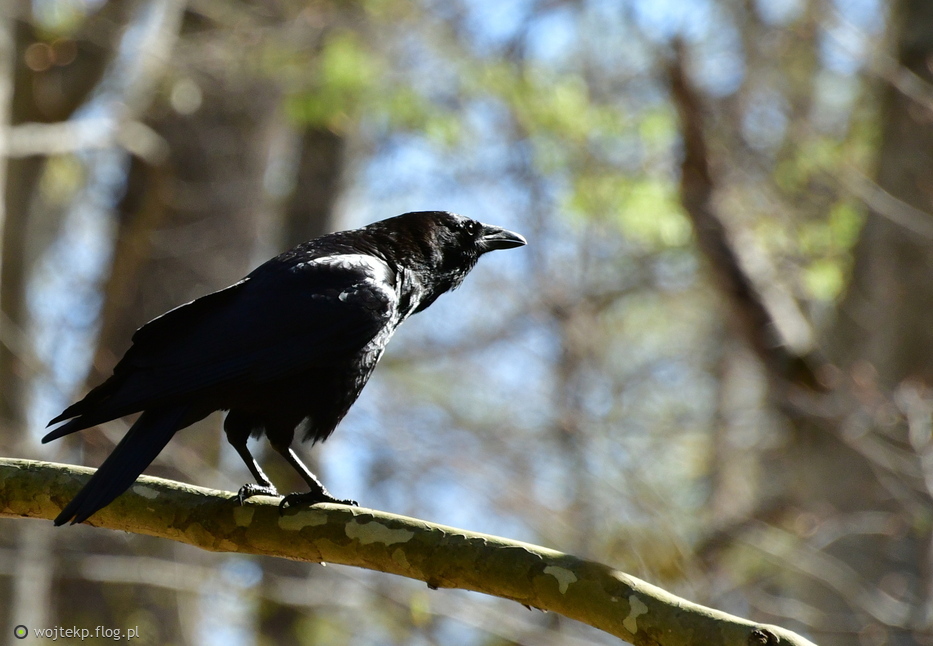 AMERICAN CROW / WRONA AMERYKAŃSKA
