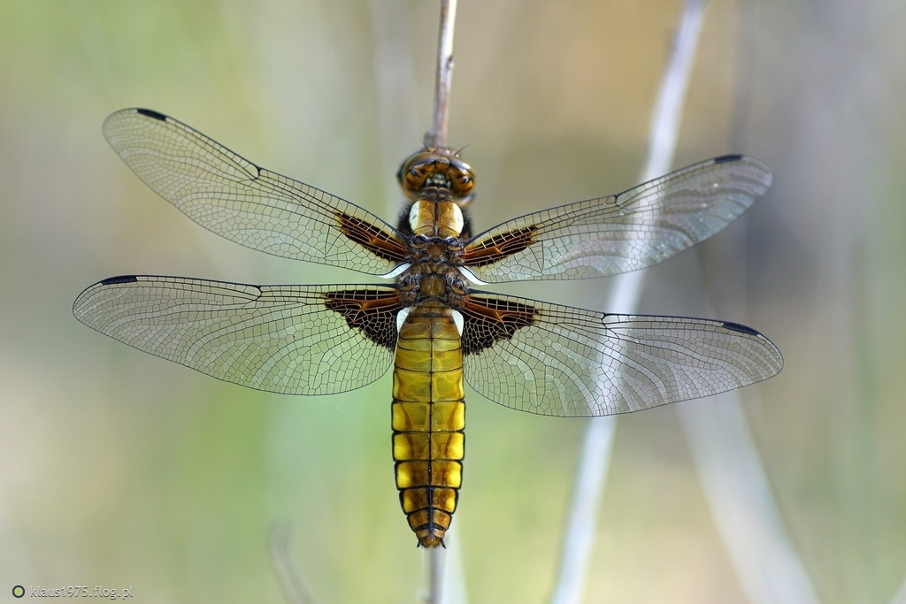 Ważka płaskobrzucha, ważka płaska (Libellula depressa) samica