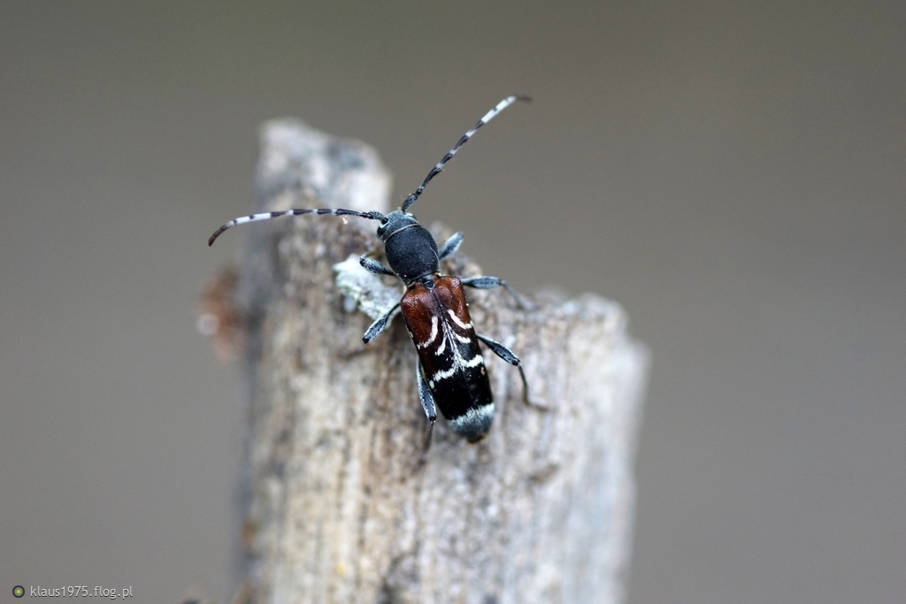 Cioch barwny (Anaglyptus mysticus)