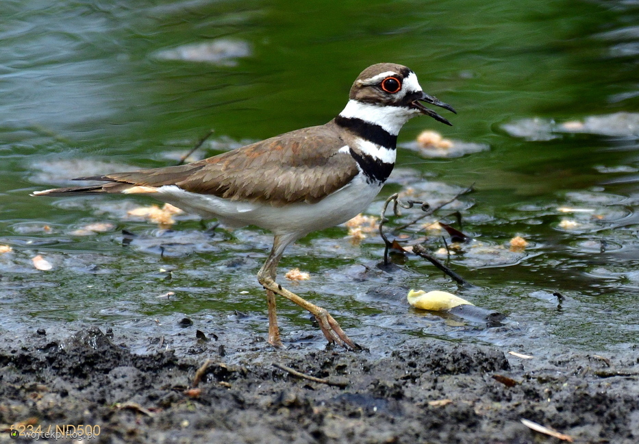 KILLDEER / SIEWECZKA KRZYKLIWA