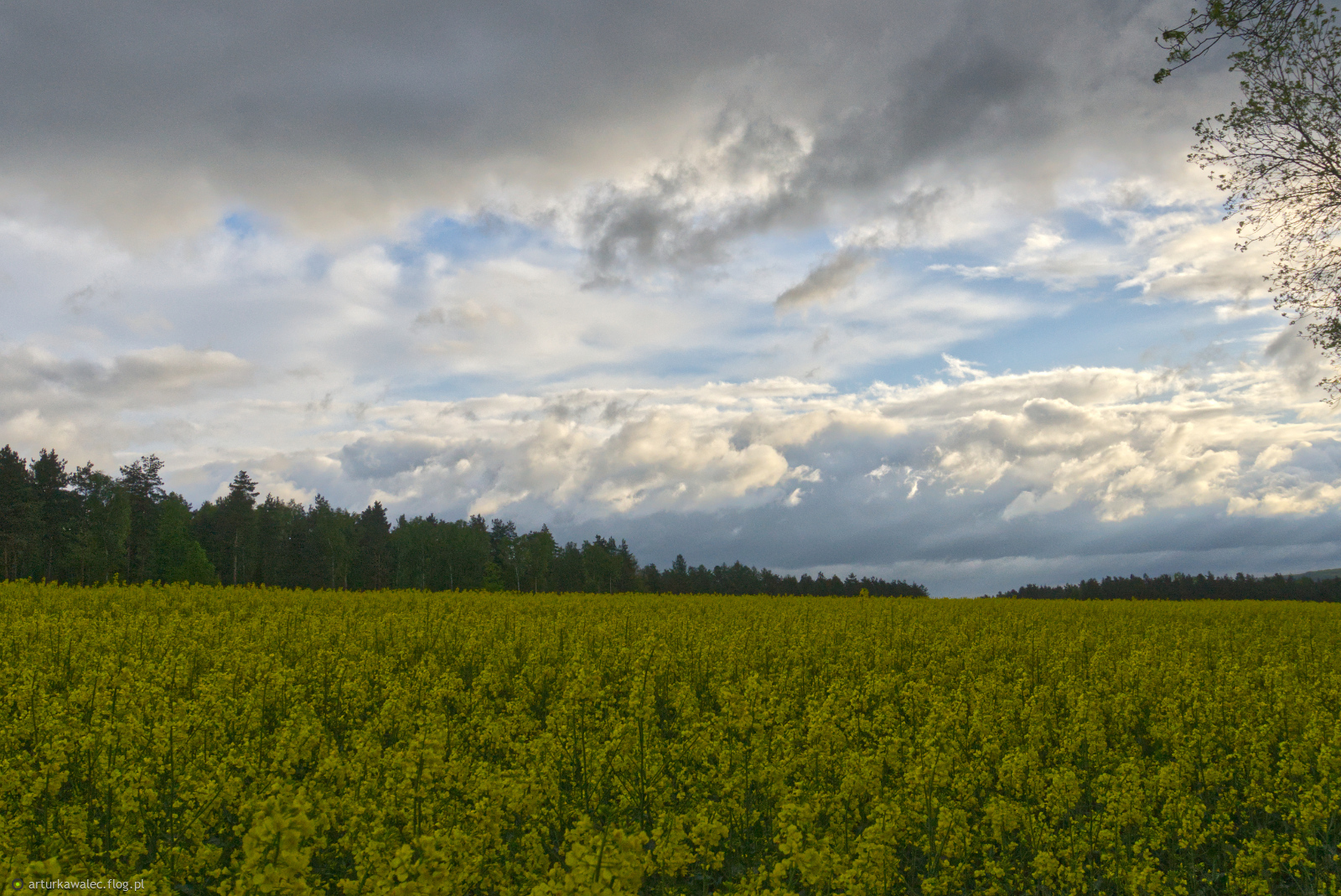 Chmurkowo, rzepakowo