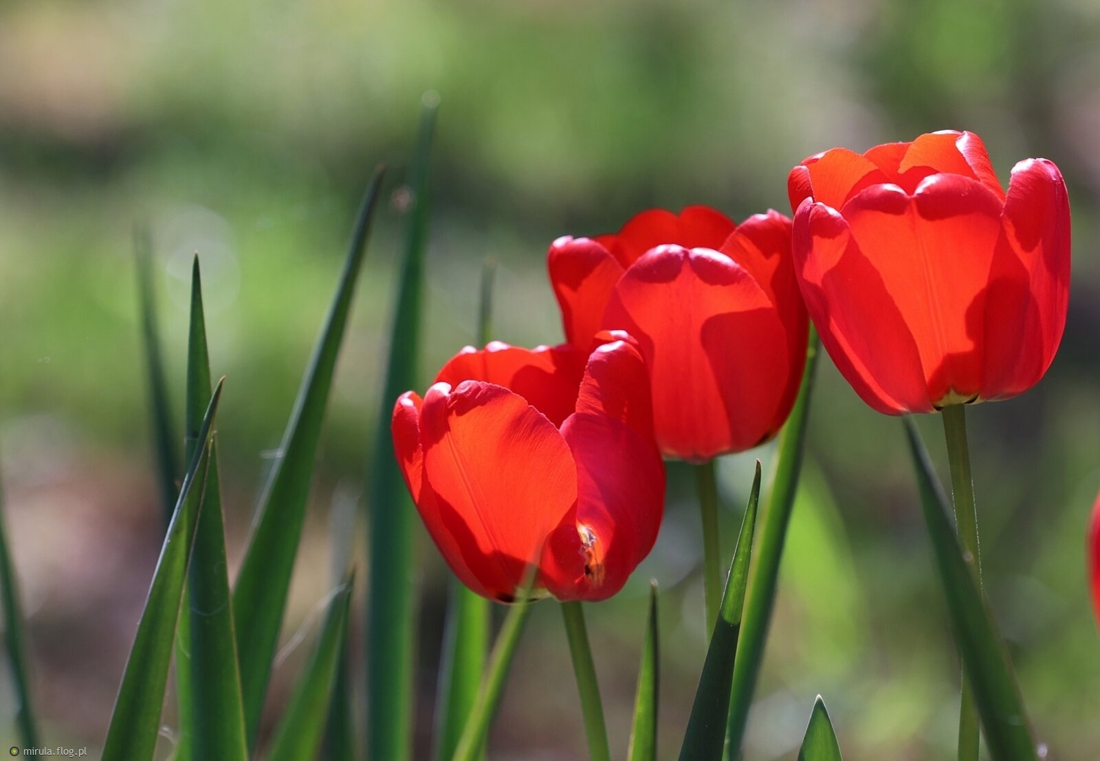 Tulipanowe trio