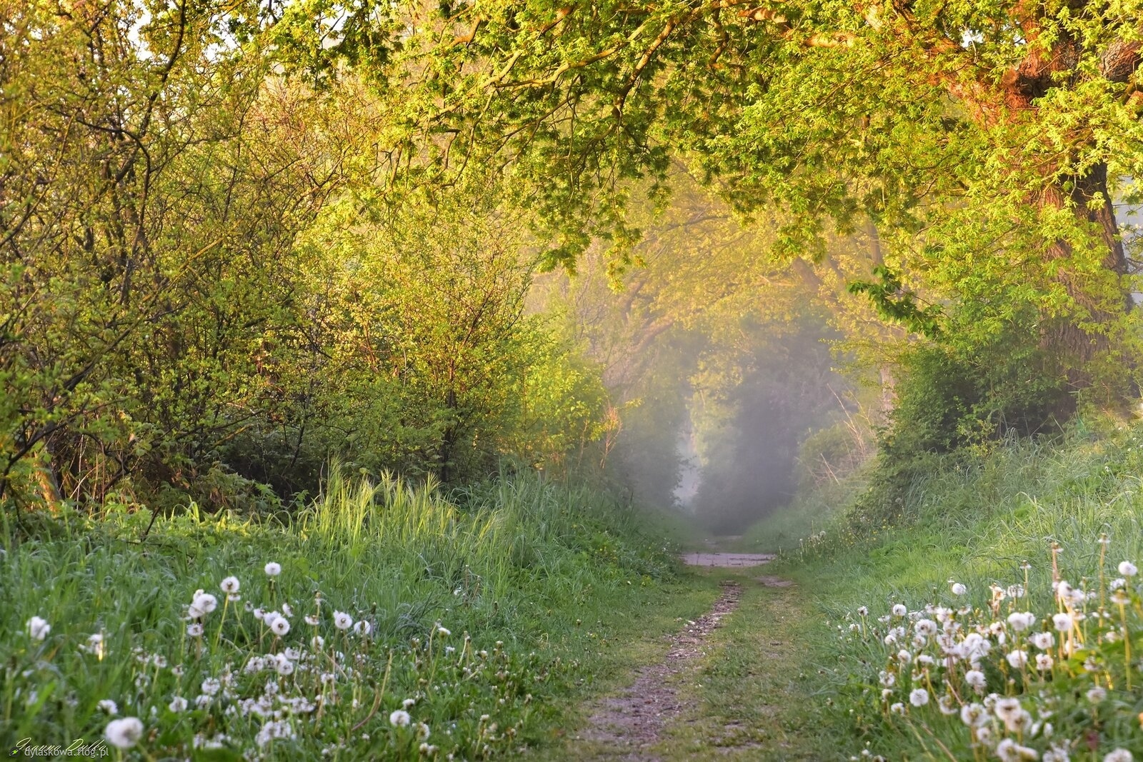 Znajomą ścieżką (2)