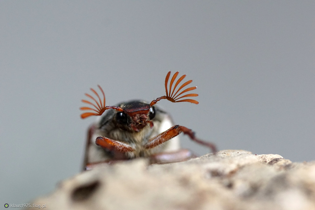 Melolontha melolontha ( Lower Silesia , Poland )