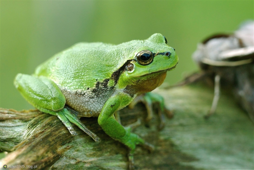 Rzekotka drzewna ( Hyla arborea ).