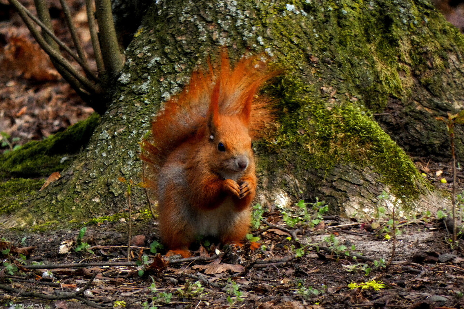 Warszawska Basia :-)