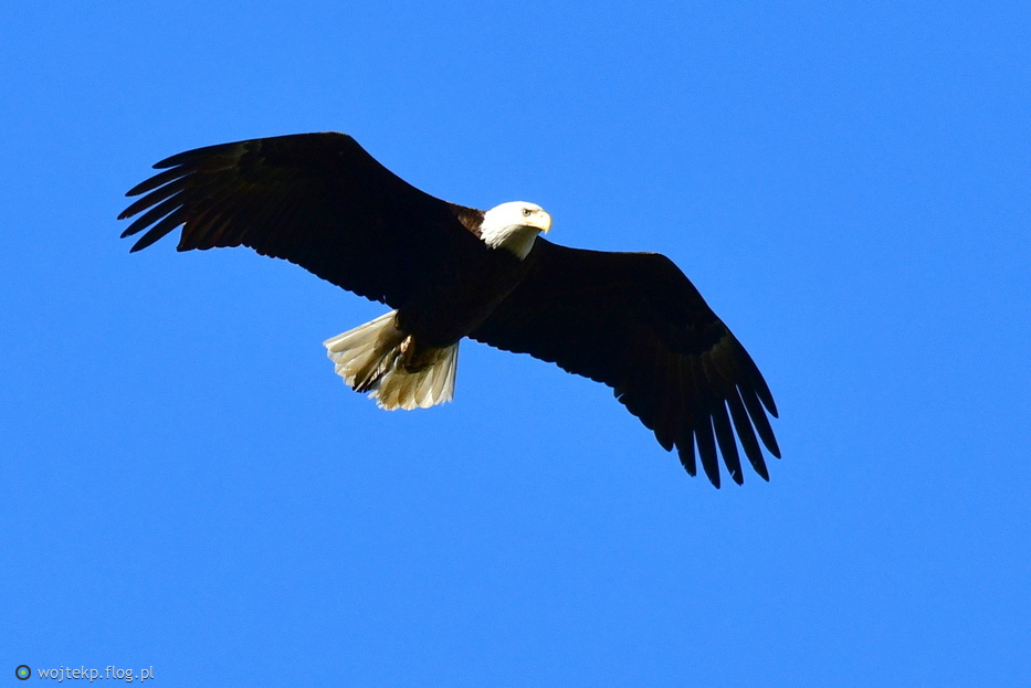 BALD EAGLE / BIELIK AMERYKAŃSKI