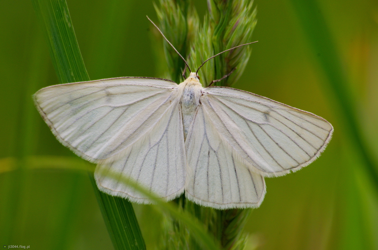 Dyblik liniaczek.