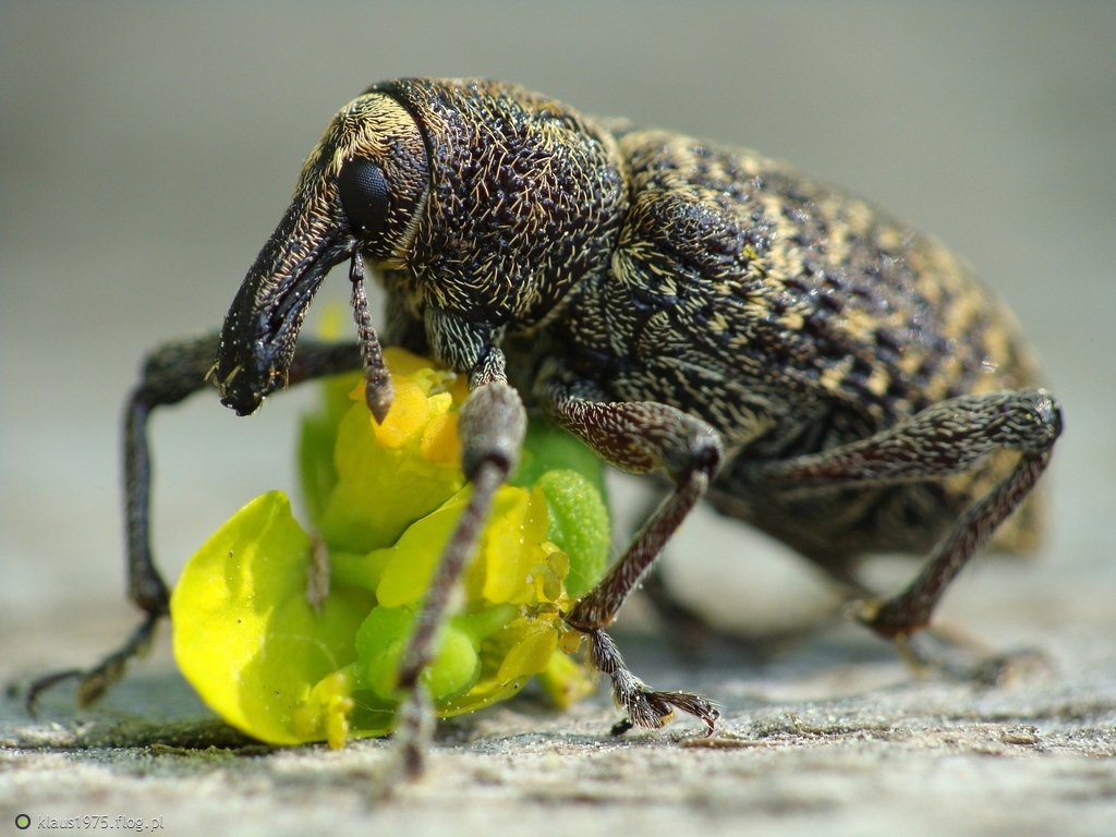 Larinus sp.