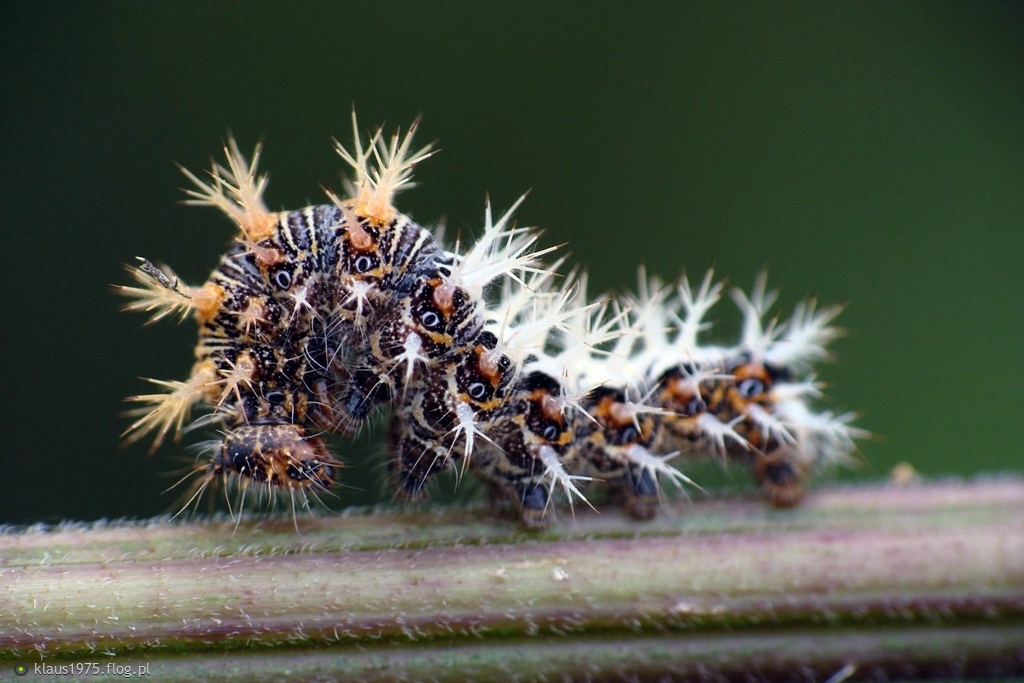 Rusałka ceik ( Polygonia c-album L.)