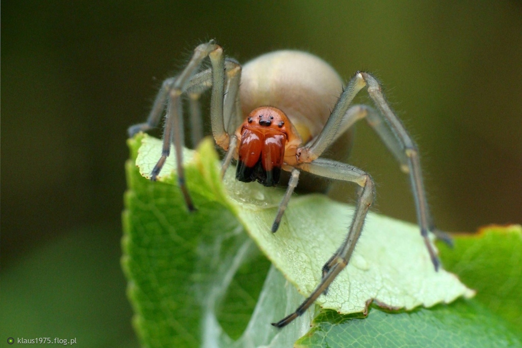 Kolczak zbrojny ( Cheiracanthium punctorium ) samica.