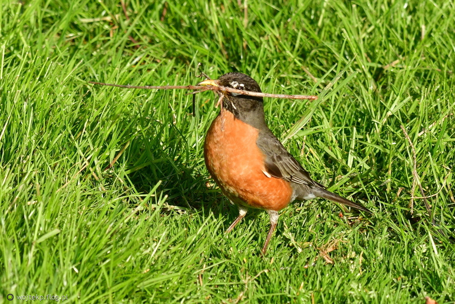 American Robin / Drozd wędrowny - budowniczy
