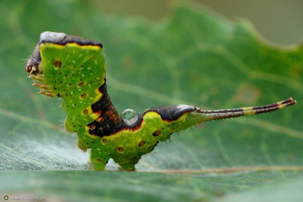 Furcula bifida.