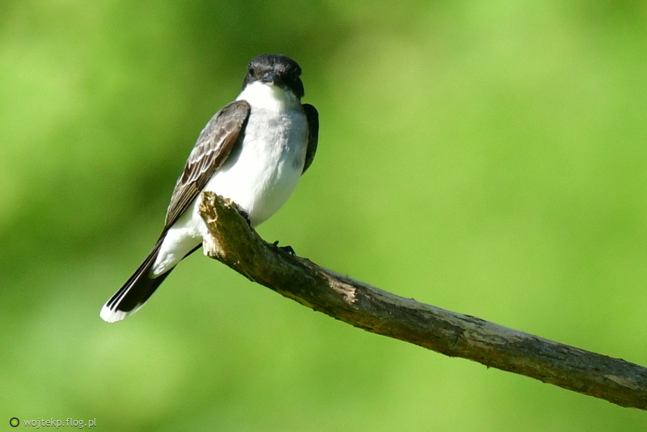 Tyran północny / Eastern Kingbird
