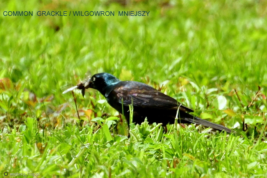 COMMON GRACKLE / WILGOWRON MNIEJSZY
