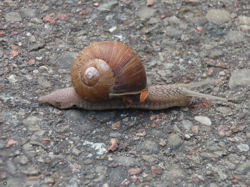 Winniczek pędziwiatr