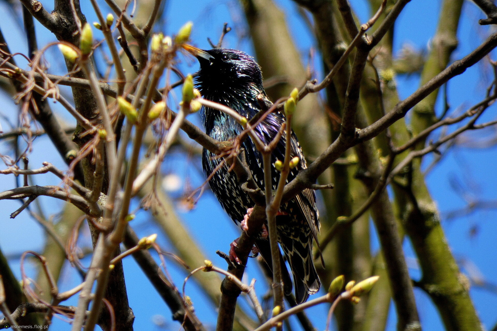 Szpak Zwyczajny (Sturnus Vulgaris) :-)