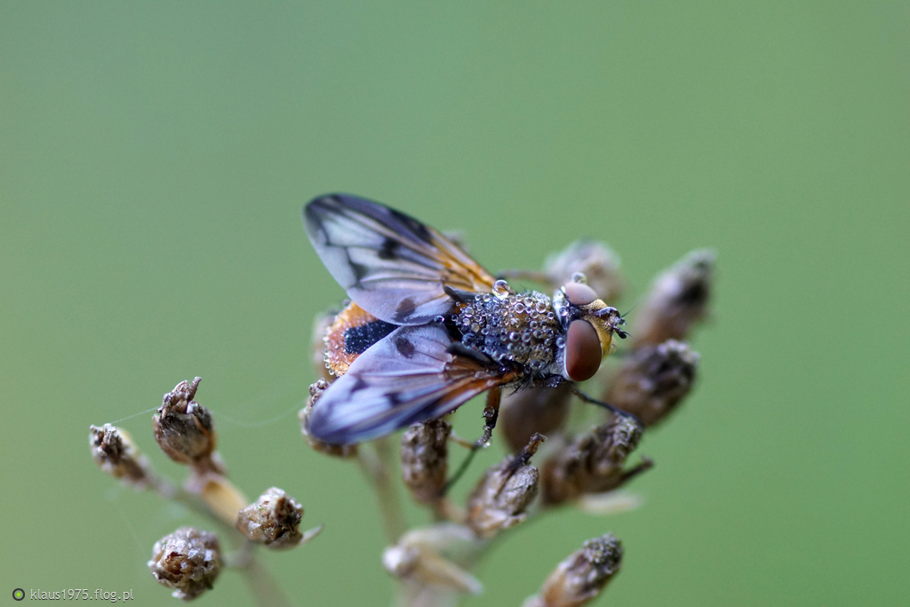 Paśnica tarczówkowa ( Ectophasia crassipennis )