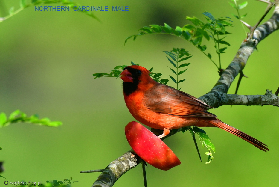 NORTHERN CARDINAL - male