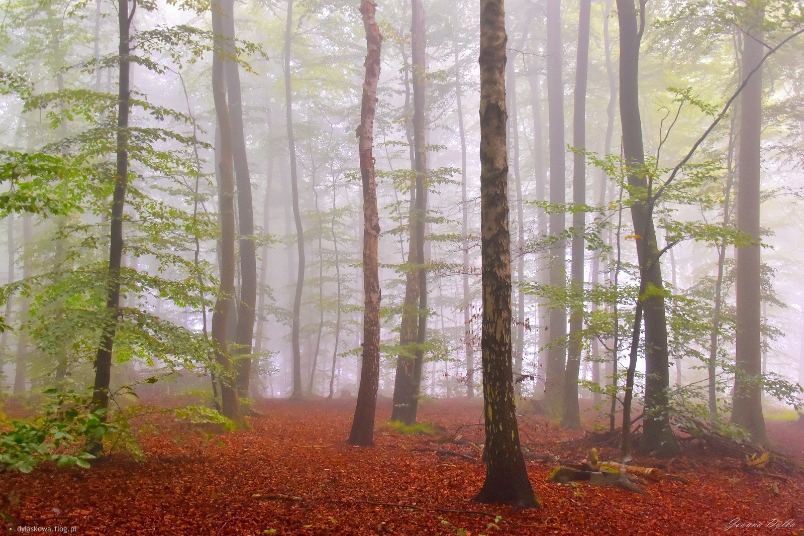 W wrześniowym lesie (2)