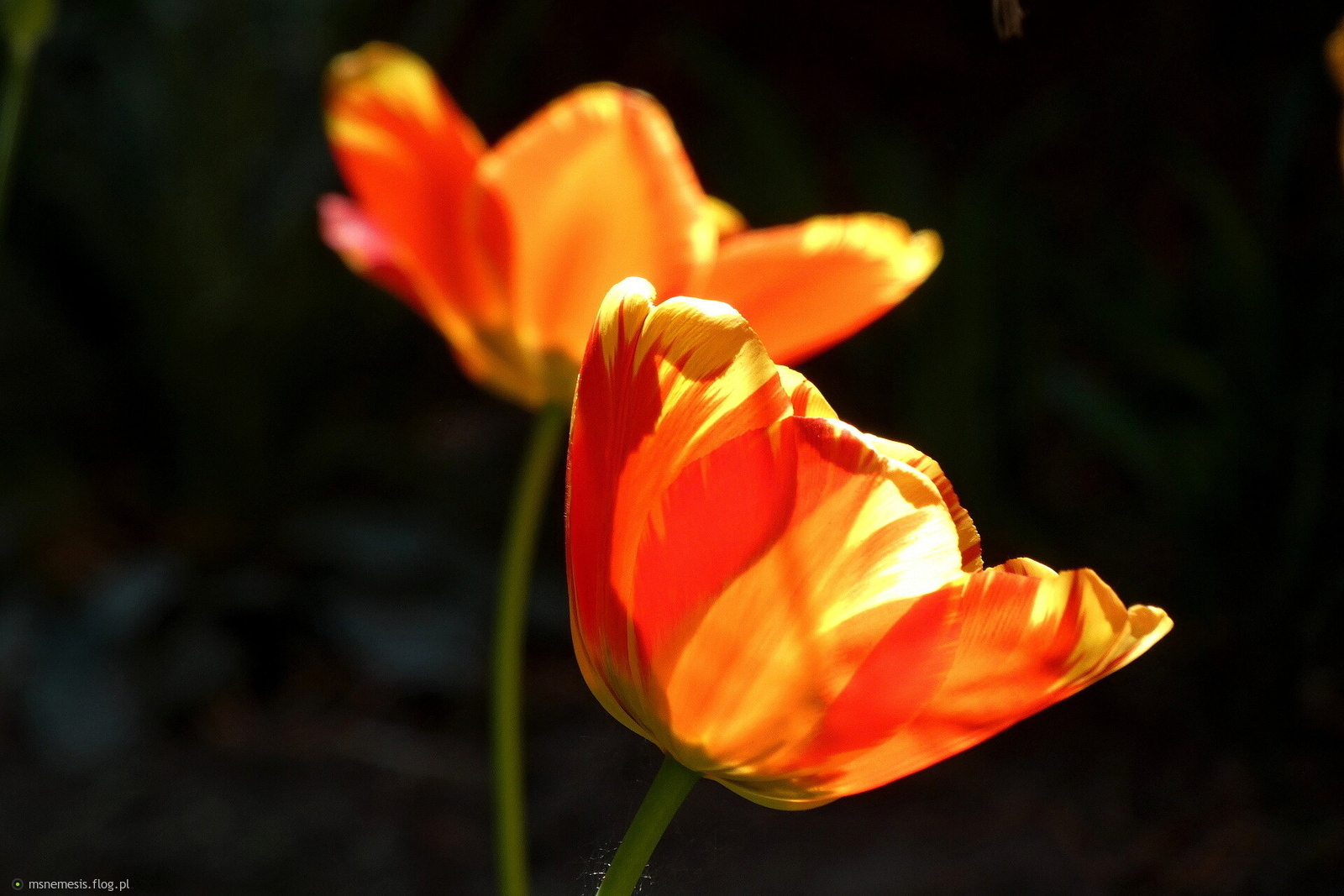 Tulipany Na Dzień Mamy :-)