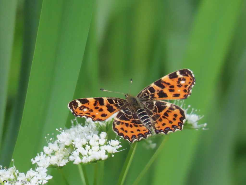 Rusałka kratkowiec wiosenna