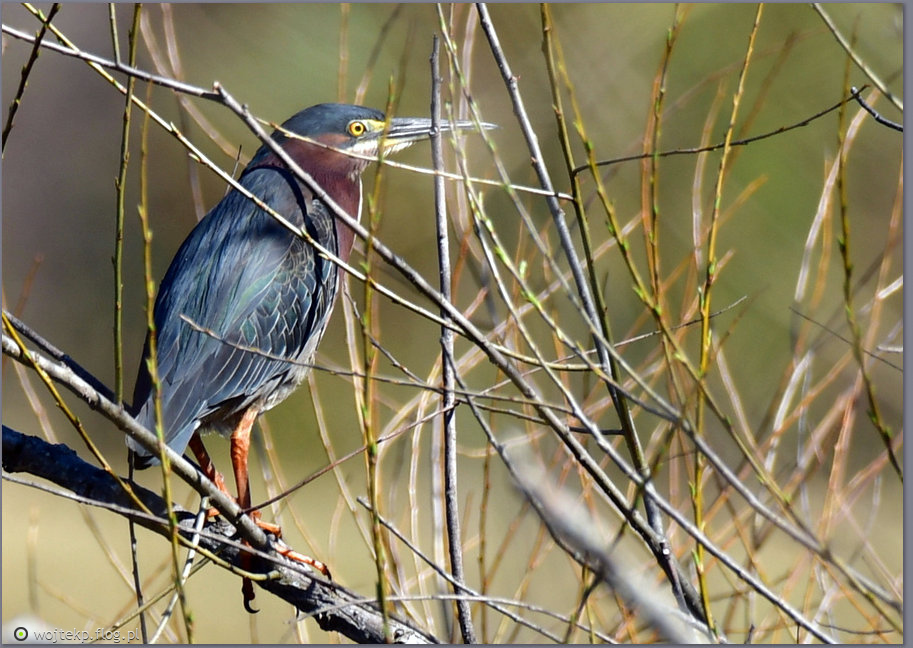 GREEN HERON / CZAPLA ZIELONA