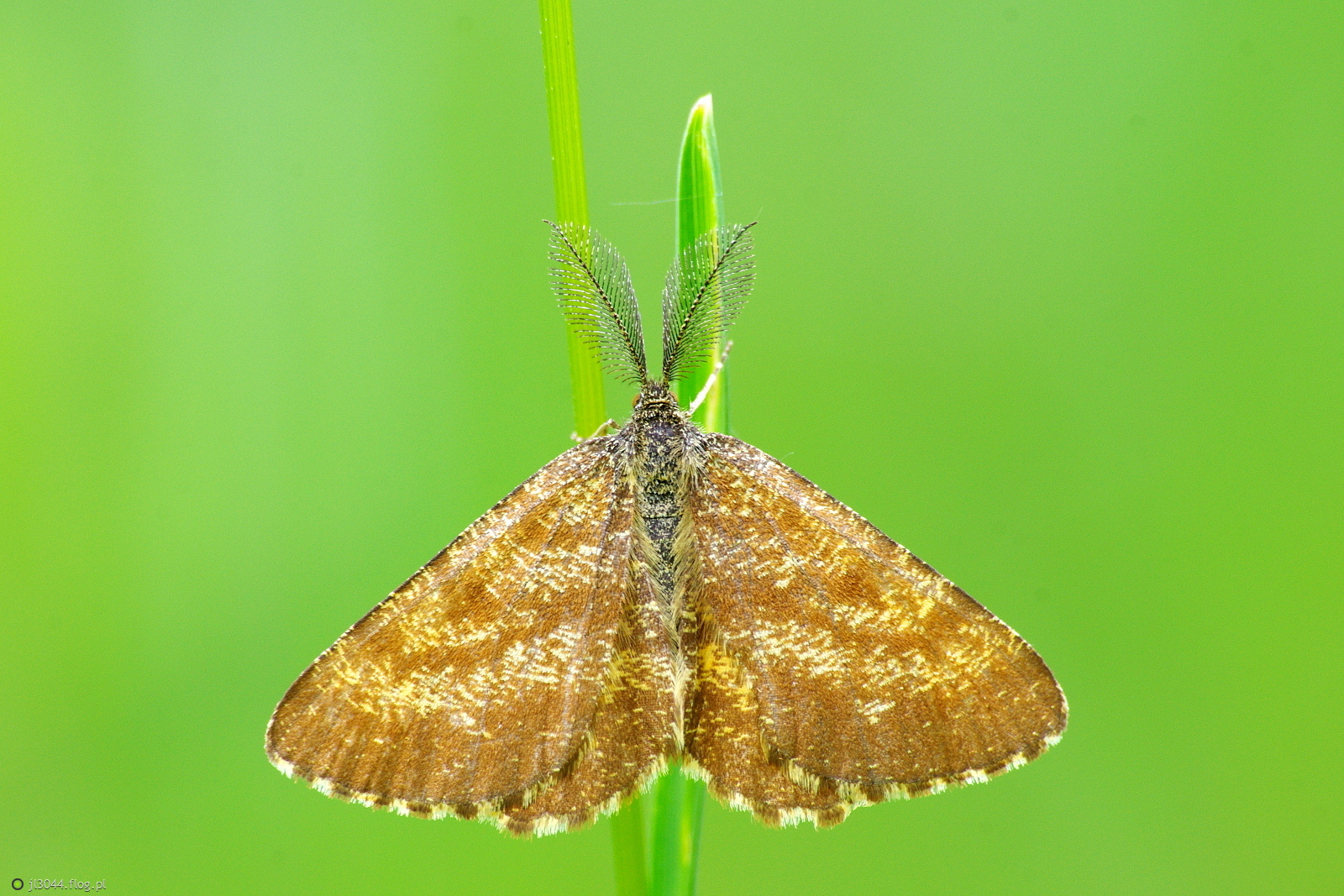 Poproch pylynkowiak.