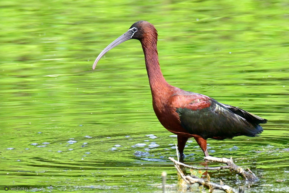 IBIS KASZTANOWATY / GLOSSY IBIS /CHESTNUT IBIS