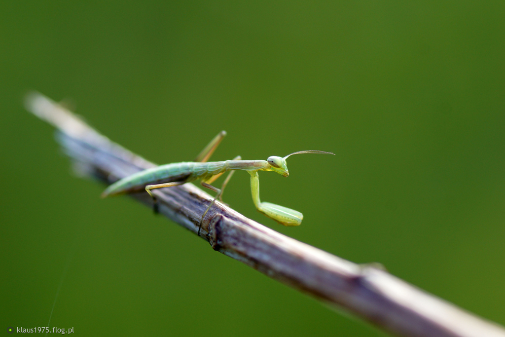 Trzeba się jeszcze ich naszukać ale są i rosną 🙂 Modliszka zwyczajna ( Mantis religiosa )
