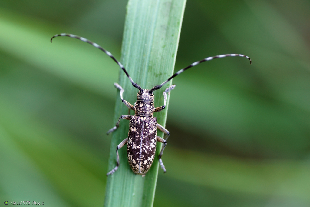 Żerdzianka plamista ( Monochamus saltuarius )