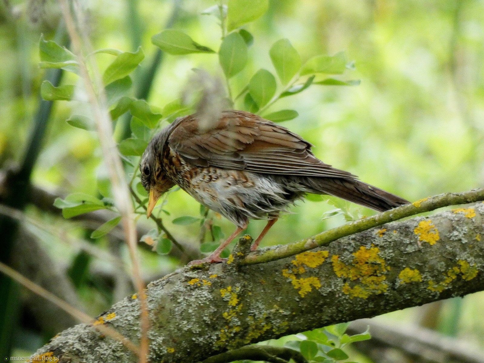 Kwiczoł (Turdus Pilaris) :-)