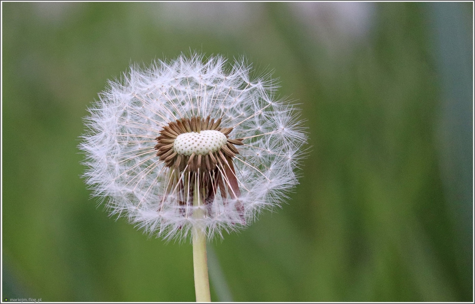 Nadmorskie delikatności