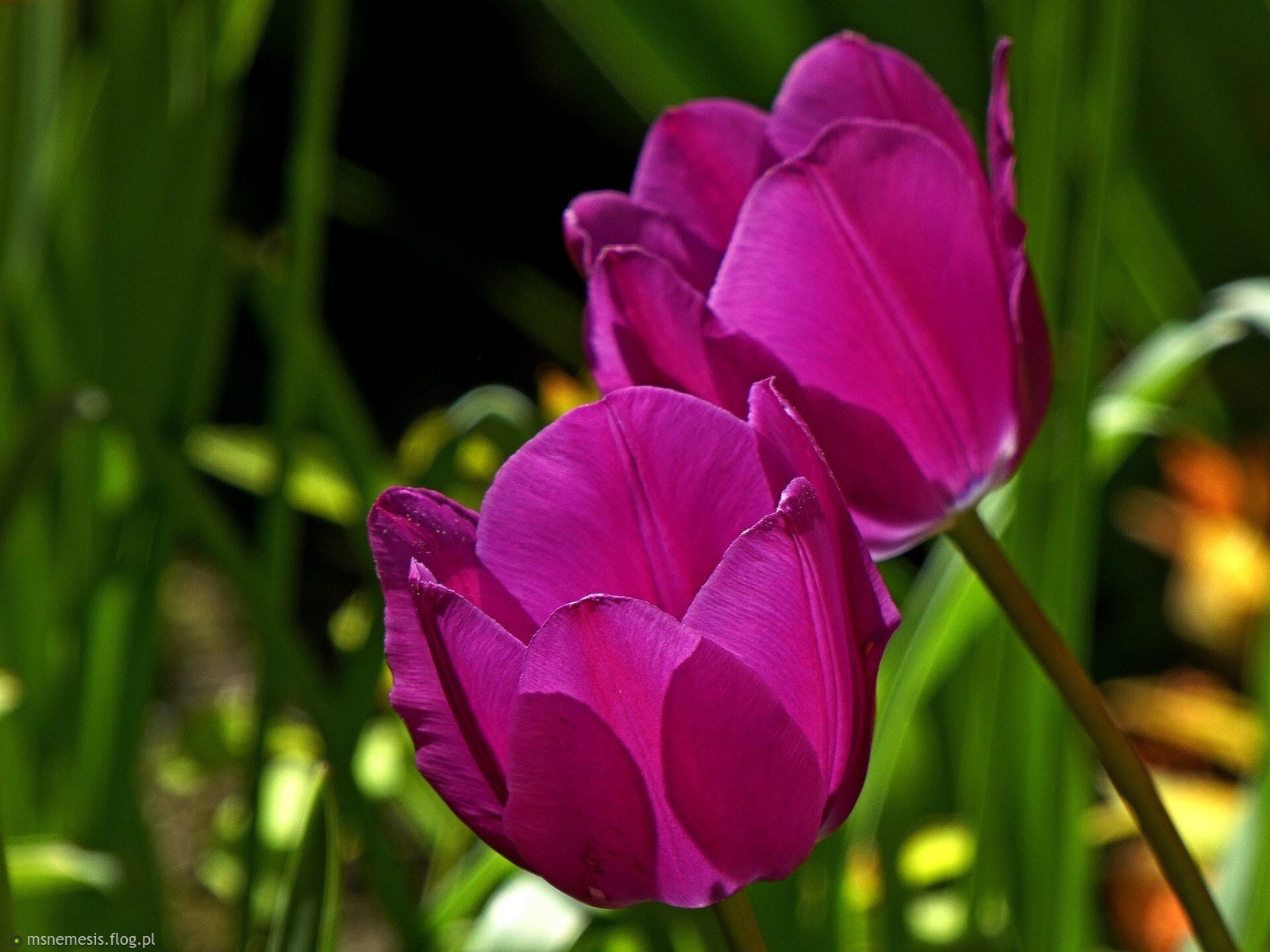 Fioletowe Tulipany :-D